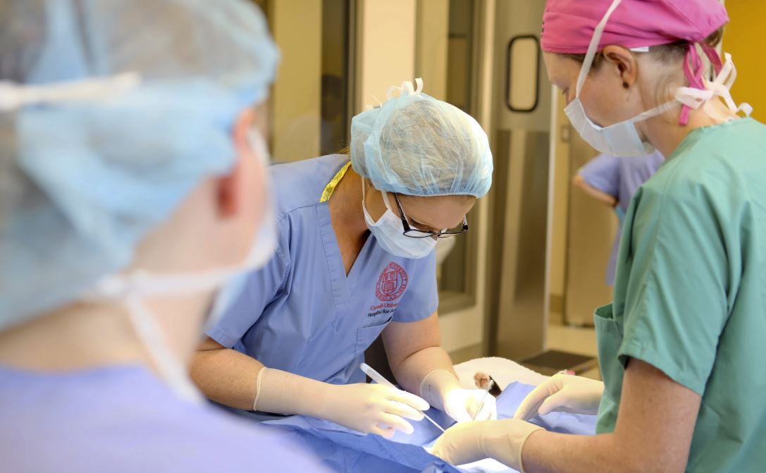 Advances in Animal, Human and Ecosystem Health Cornell University